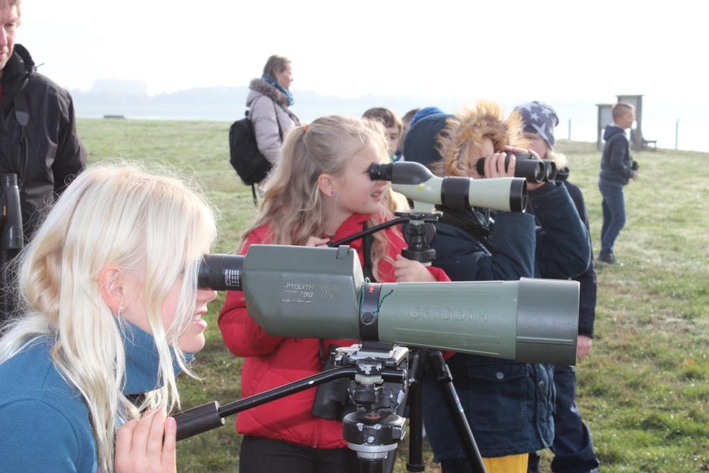 Die Vogelwelt am Alfsee